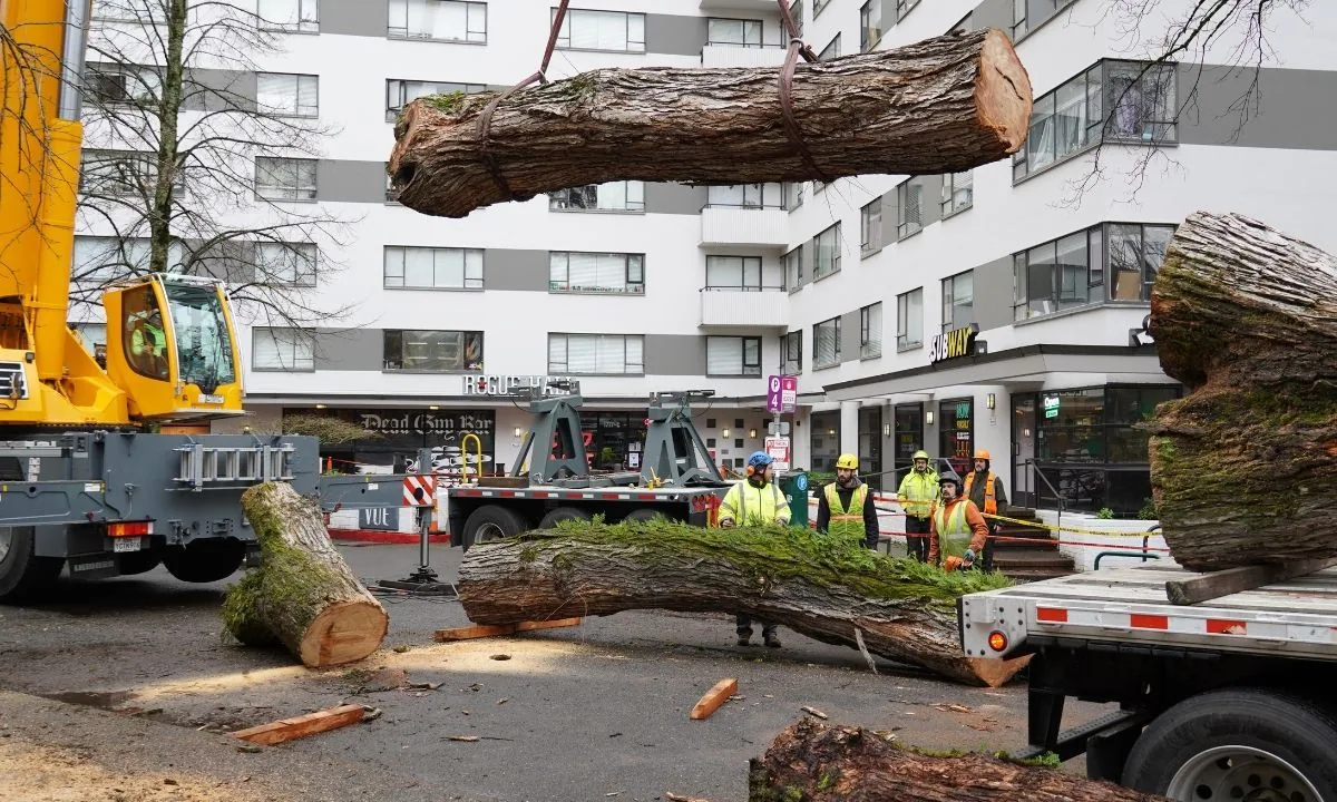A crane lifting a large tree trunk clear of a city street while the crew works below