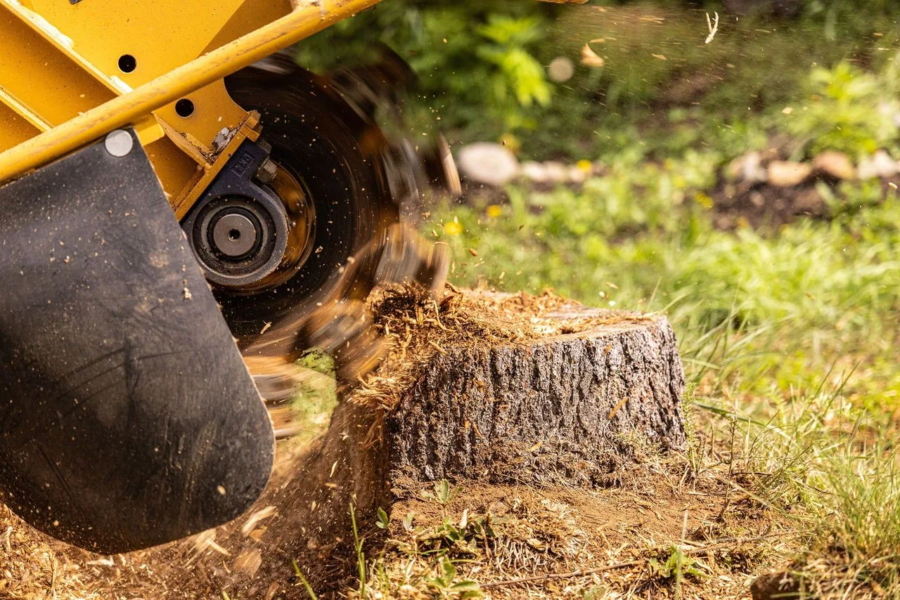 Yellow stump grinder wheel cutting into a tree stump, wood chips flying over the grass