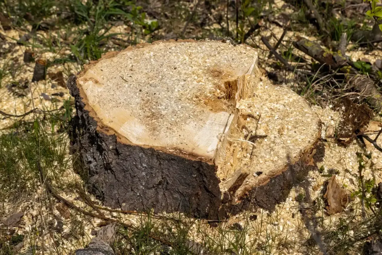 A freshly cut tree stump sitting in sawdust, ready to be ground out