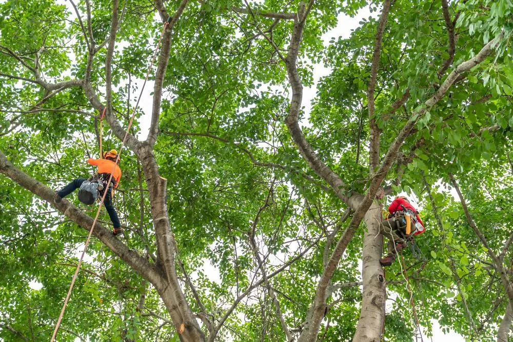 Two climbers roped into the canopy of a large tree, trimming branches