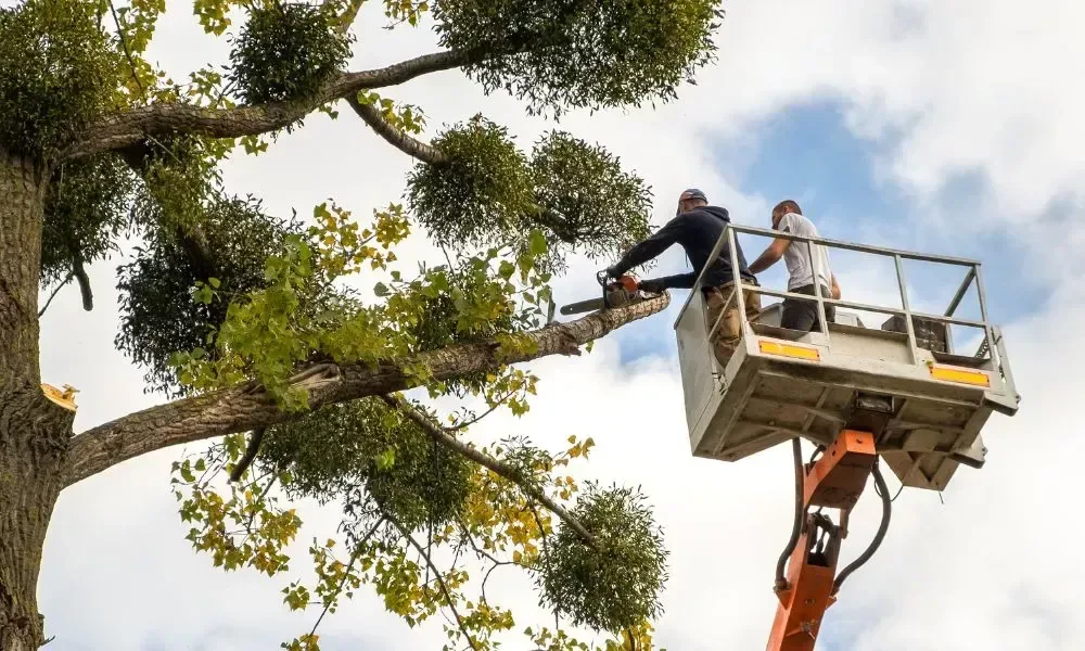 Two arborists in a bucket lift cutting a high limb with a chainsaw