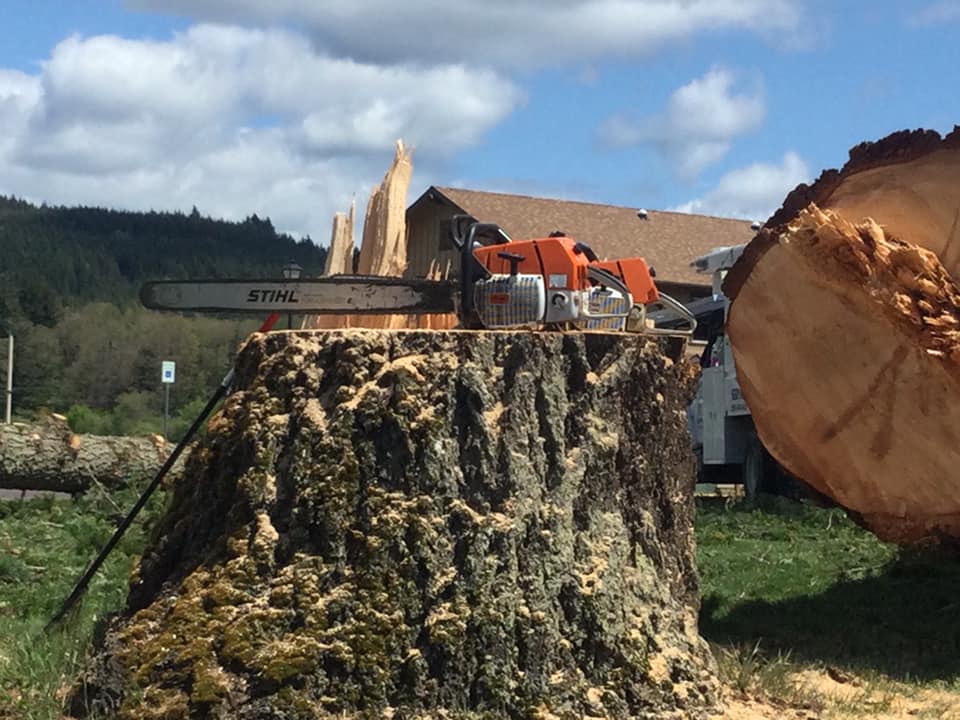 Tree Cutting Services in Salem, OR